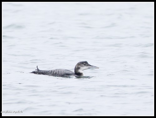 Plongeon imbrin